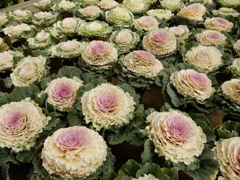 Full frame shot of ornamental cabbages in malaga, southern spain. 