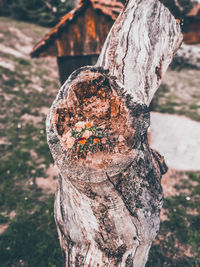 Close-up of tree trunk