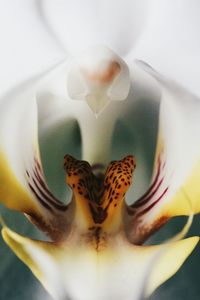 Close-up of painting on wall