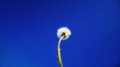 Close-up of dandelion against blue sky