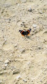 High angle view of insect on rock