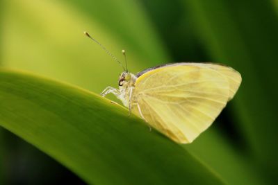 Close-up of butterfly perching on leaf