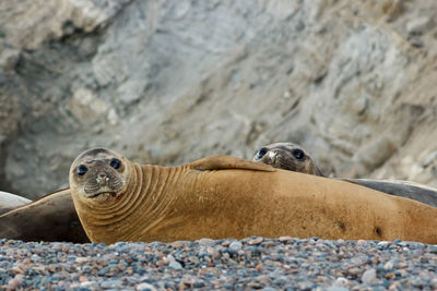 Close-up of seals on pebbles 