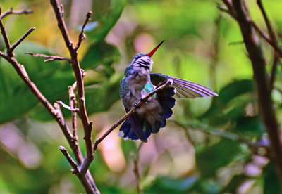 Close-up of bird perching on a branch