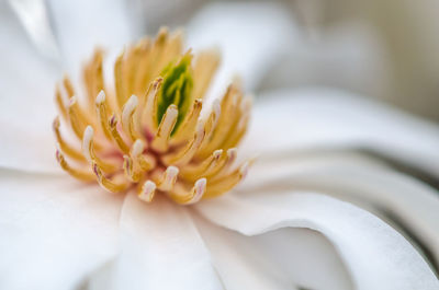 Close-up of white flower