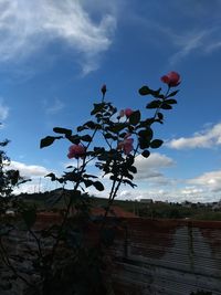 Low angle view of flower tree against sky