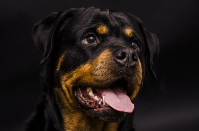 Close-up portrait of dog