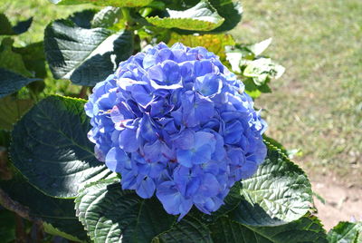 Close-up of purple hydrangea blooming outdoors