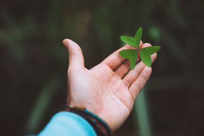 Cropped hand holding plant