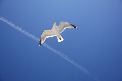 Low angle view of seagulls flying against clear blue sky