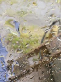 Reflection of trees in pond