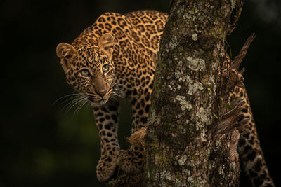 Leopard looks up from lichen-covered tree branches