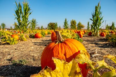 View of pumpkins on field against sky