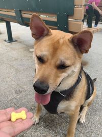 pet