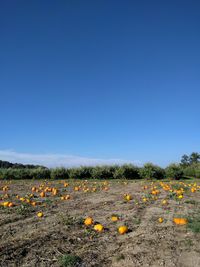 Scenic view of field against clear blue sky