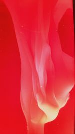 Close-up of pink rose