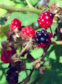 Close-up of red berries on tree