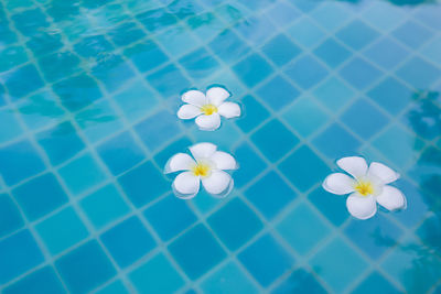 High angle view of white flower in swimming pool