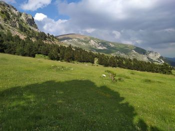 Scenic view of grassy field against sky