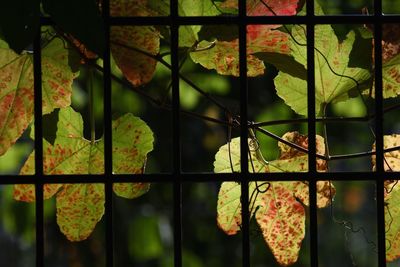 Close-up of leaves during autumn