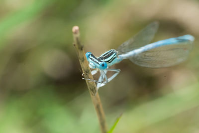 Close-up of damselfly on leaf