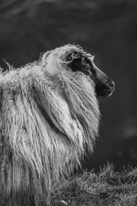 Close-up of monkey looking away