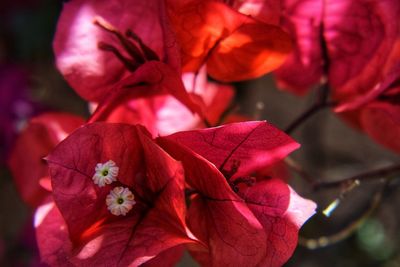 Close-up of red flowering plant