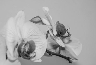 Close-up of flowers over white background