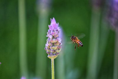 Close-up of bee on flower.