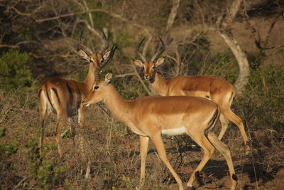 Impalas in a field