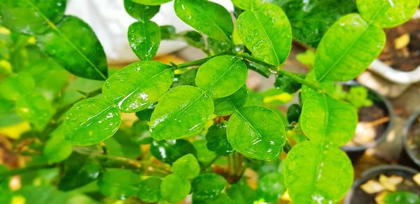 Close-up of wet plant leaves during rainy season