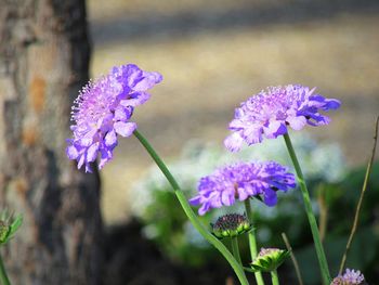 Close-up of purple flowering plant