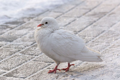 Close-up of pigeon perching on footpath