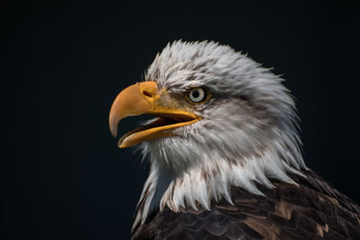 Close-up of eagle