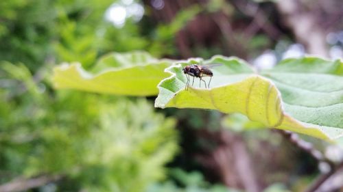 Close-up of insect on leaf