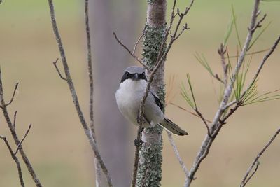 Close-up of bird perching on plant