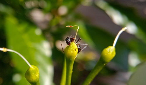 Close-up of insect on plant