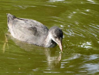 Close-up of duck swimming in lake