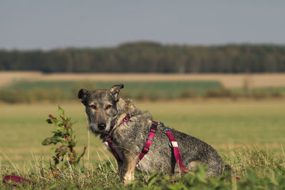 Portrait of dog on field