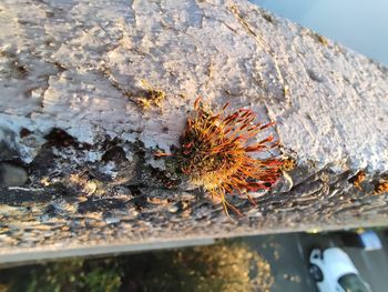 High angle view of insect on tree trunk