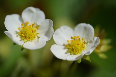 Close-up of white flowering plant