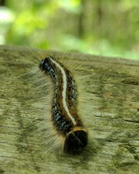 Close-up of insect