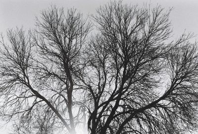 Low angle view of bare trees against clear sky