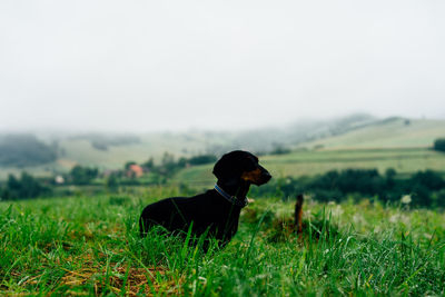 Black dog on field
