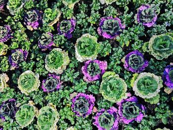 Full frame shot of purple flowering plants