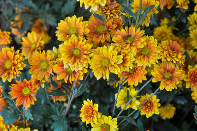 Close-up of yellow flowering plants