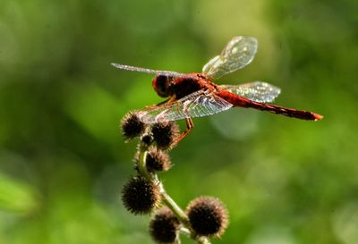 Close-up of insect on plant