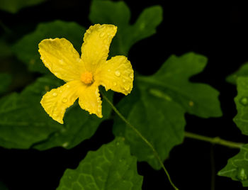 Close-up of wet yellow flowering plant