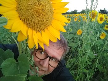 Portrait of sunflower