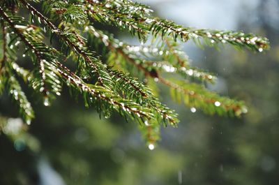 Close-up of wet pine tree branch during rainy season